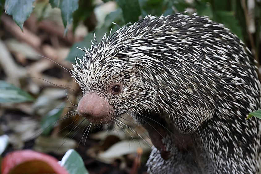 A porcupine