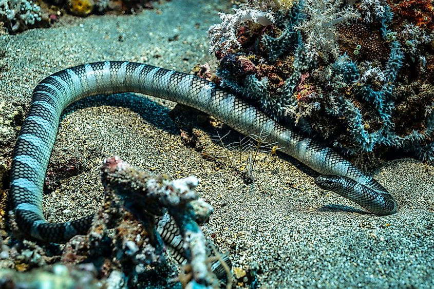 Diving in the Banda Sea reveals a stunning underwater environment featuring a black banded sea krait gracefully moving among coral reefs. This marine encounter showcases diverse sea life. Via Shutterstock / Subphoto.com 