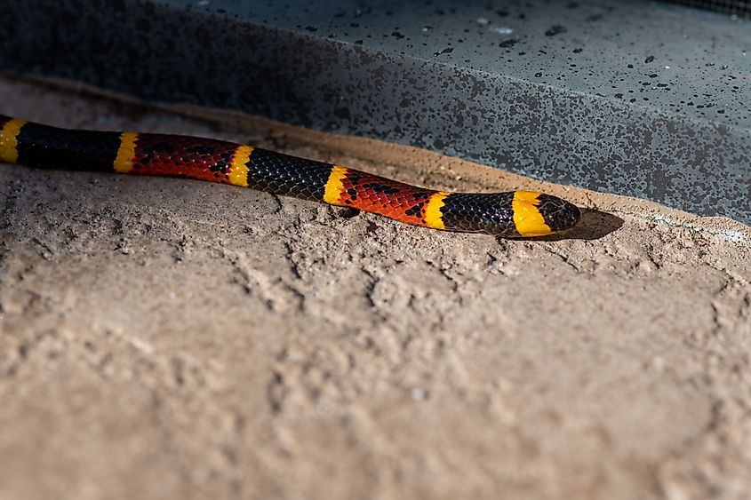 A Texas coral snake (Micrurus tener)