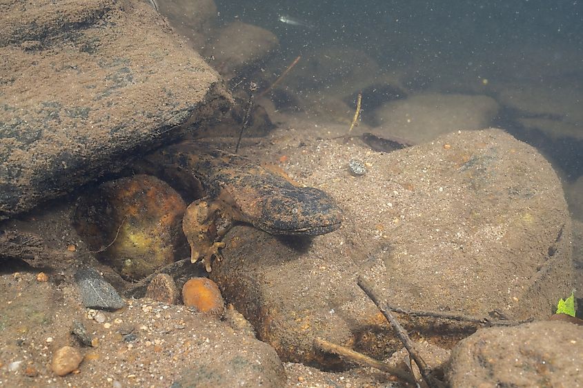 An eastern hellbender (Cryptobranchus alleganiensis alleganiensis)