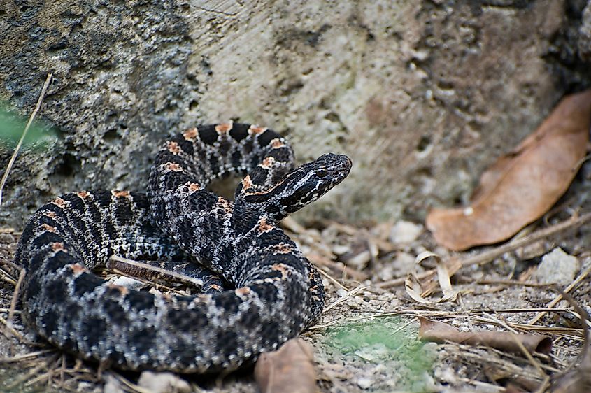 A pygmy rattlesnake in natural leaf-litter habitat.