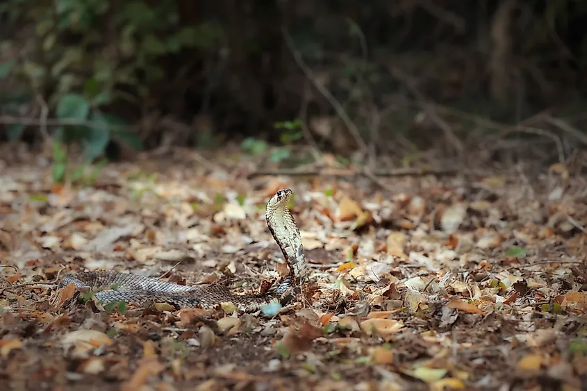 An Egyptian cobra (Naja haje)