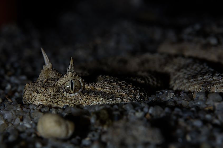 A Saharan horned viper (Cerastes cerastes)