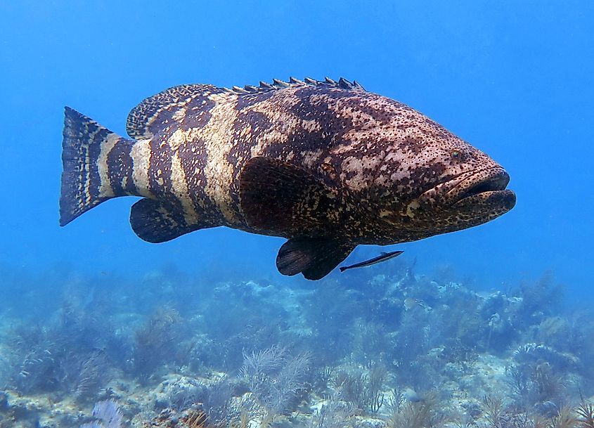 A goliath grouper (Epinephelus itajara)