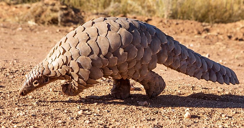A Pangolin crossing open African bushland 