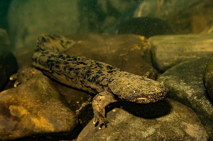 An eastern hellbender (Cryptobranchus alleganiensis alleganiensis)