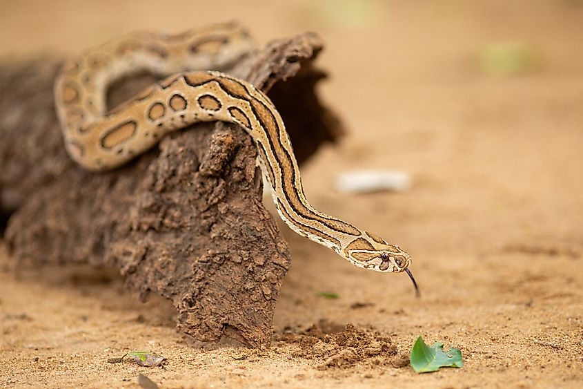 A Russell's viper (Daboia russelii)