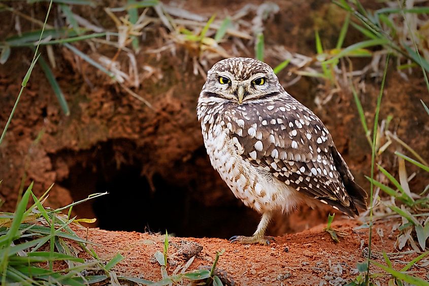 A burrowing owl (Athene cunicularia)