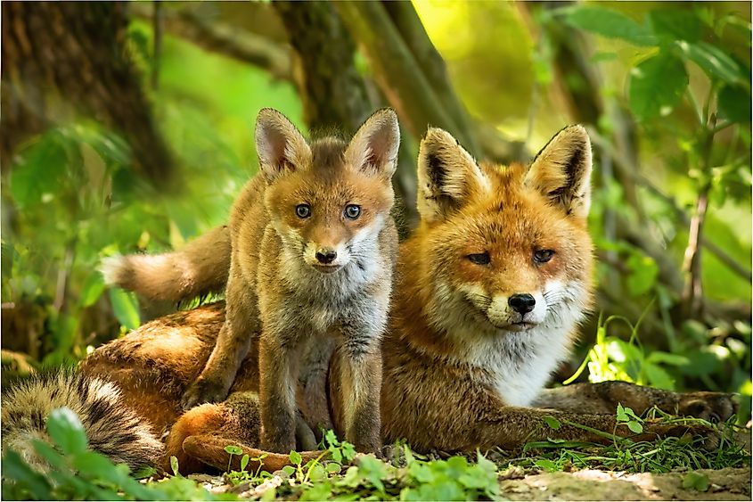 Little red fox cub standing close to its lying mother between trees at sunrise.