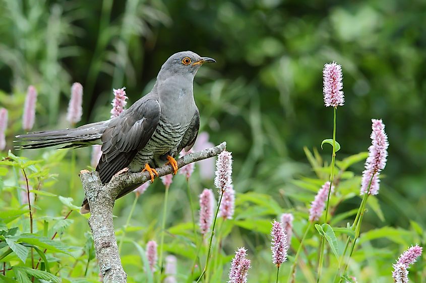 A common cuckoo perched on a branch.