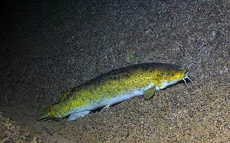 An electric catfish resting on the bottom.