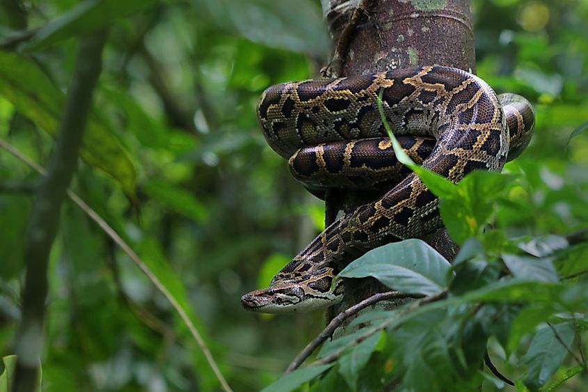 A Burmese python
