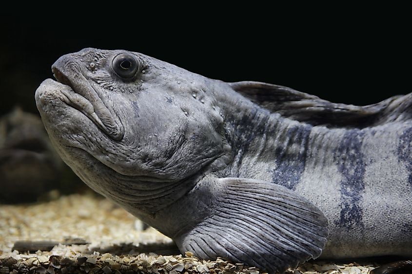 An Atlantic wolffish (Anarhichas lupus)