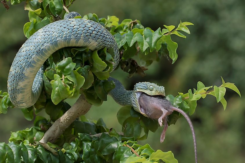 A green bush viper swallowing its prey