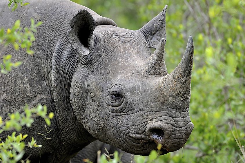 A black rhinoceros.