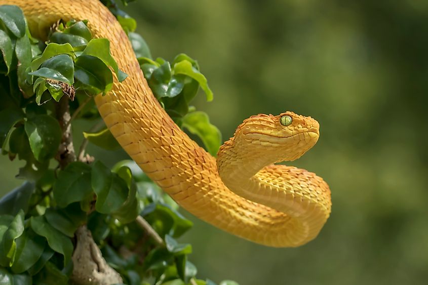A green bush viper (Atheris squamigera)
