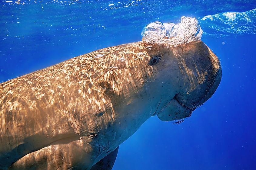 A dugong (Dugong dugon)