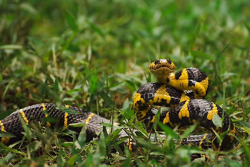A banded krait showing its alternating black and yellow bands.