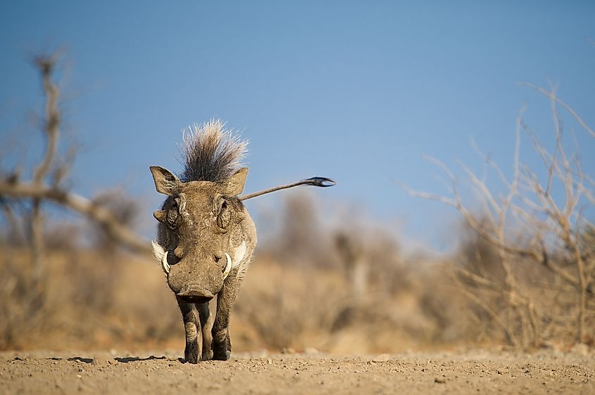 Warthog with a mohawk. 