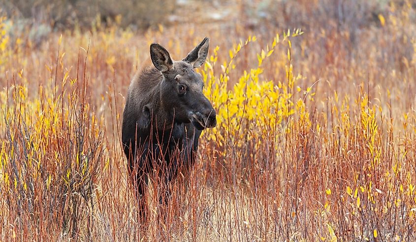 A moose calf near Gros Ventre Campground in the Gros Ventre Wilderness, Wyoming