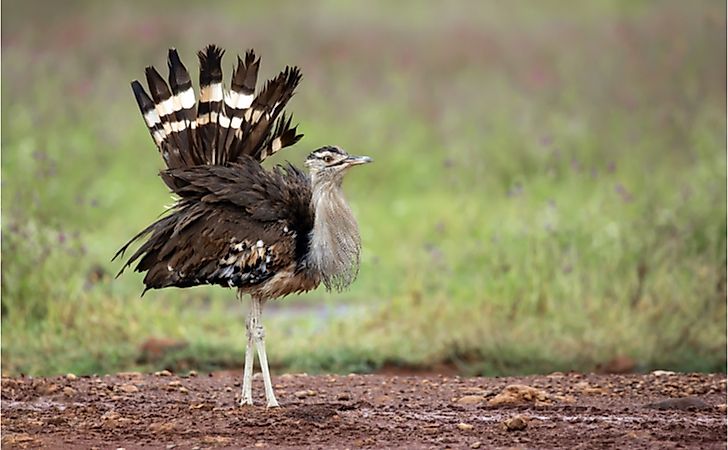 A kori bustard walking through grassland.
