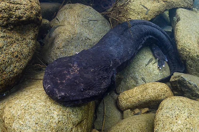 A Japanese giant salamander (Andrias japonicus)