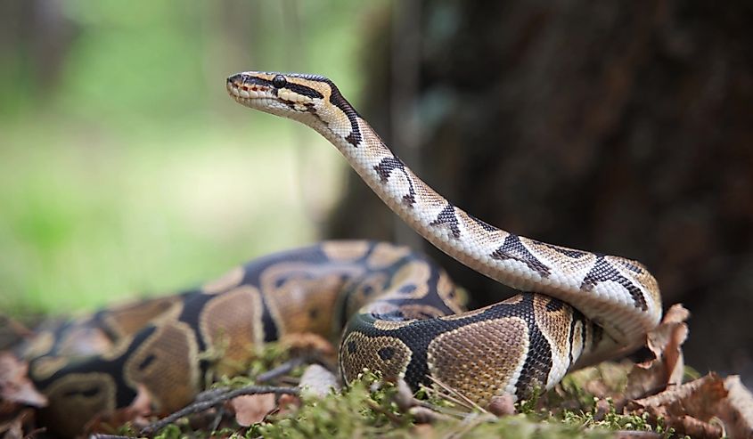 The boa constrictor raised his head