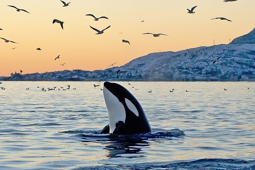 An orca (Orcinus orca)