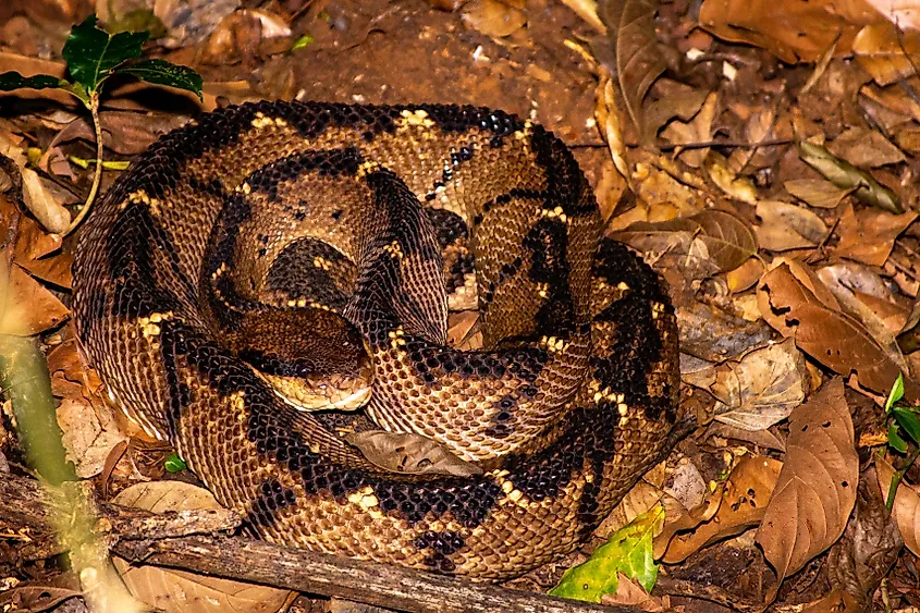 A Central American bushmaster (Lachesis stenophrys)