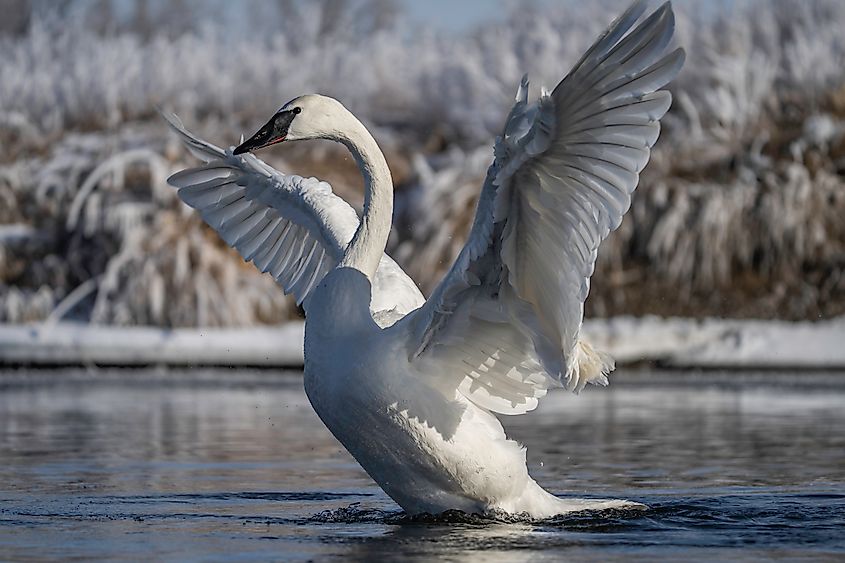 A trumpeter swan (Cygnus buccinator)