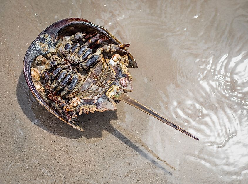 A horseshoe crab