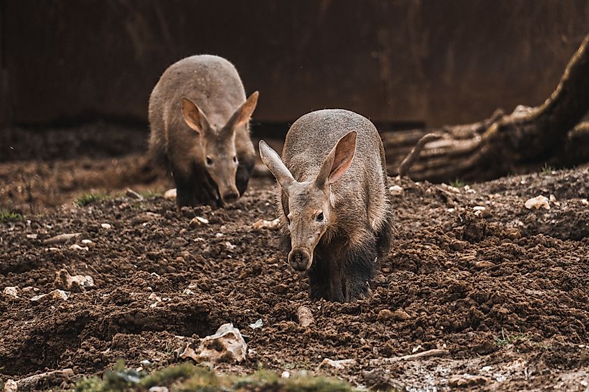Two aardvarks next to each other