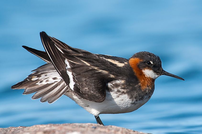 A red-necked Phalarope (Phalaropus lobatus)