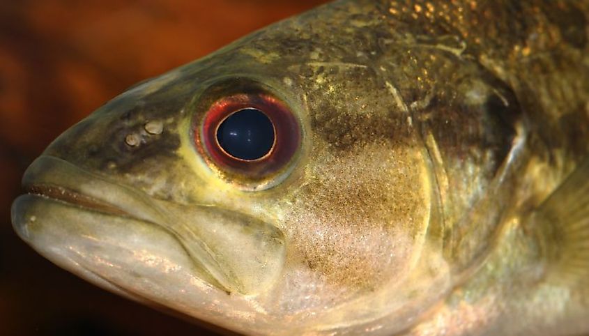A Guadalupe bass (Micropterus treculii)