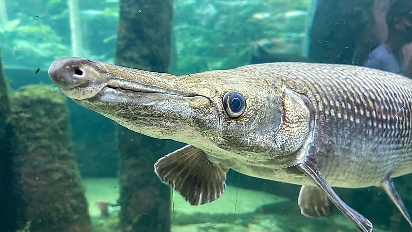 An alligator gar (Atractosteus spatula)