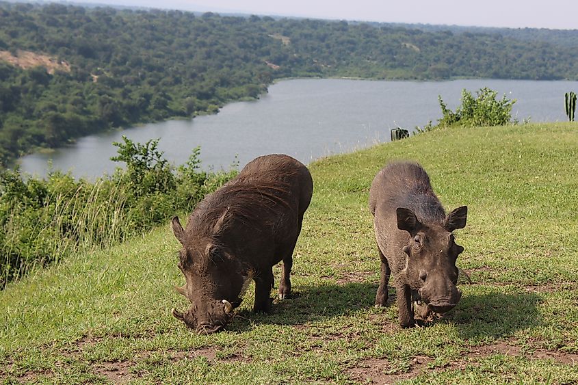 Warthog eating on grass in Africa. 