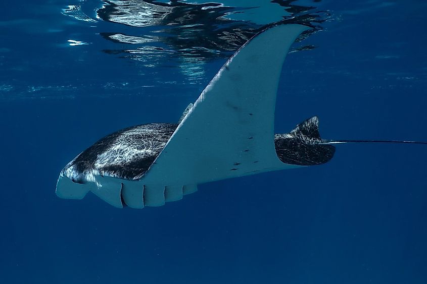 A giant manta ray (Mobula birostris)