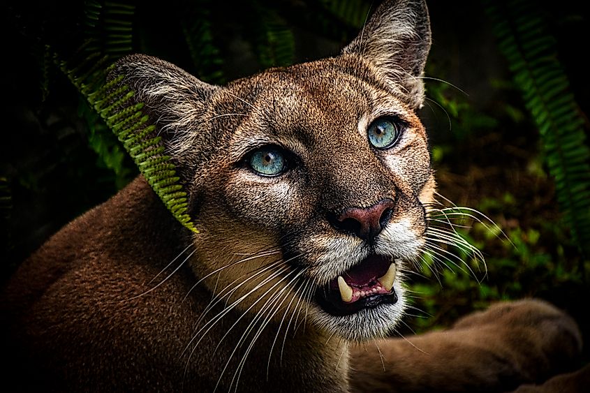 A Florida panther (Puma concolor coryi)