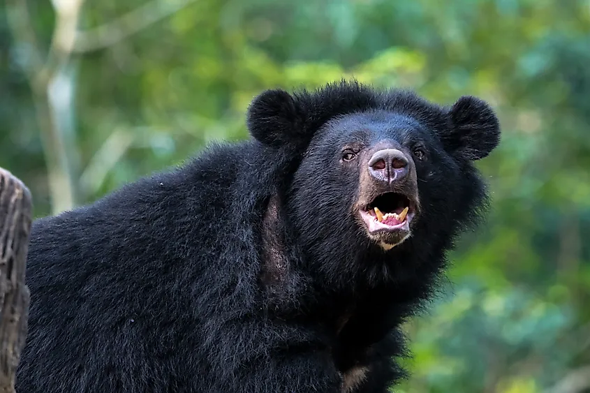 An Asian black bear (Ursus thibetanus)