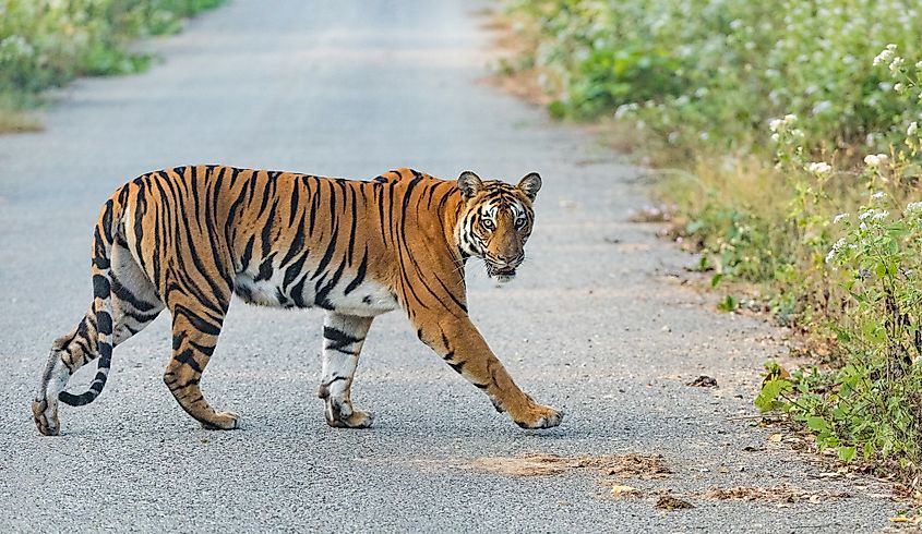 A tiger crossing a paved road that cuts through forest habitat
