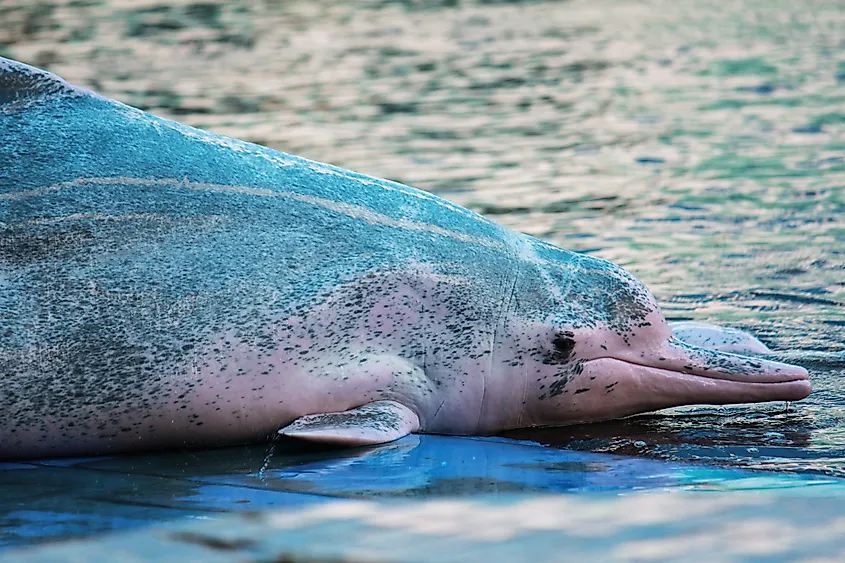 An Amazon river dolphin (Inia geoffrensis)