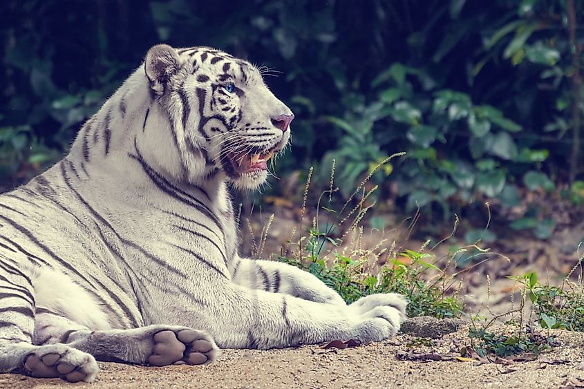 A white tiger lying on the ground.