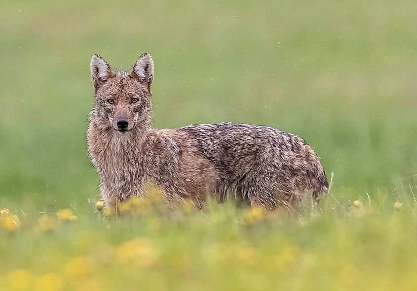 An eastern coyote (Саnis lаtrаns vаr.)