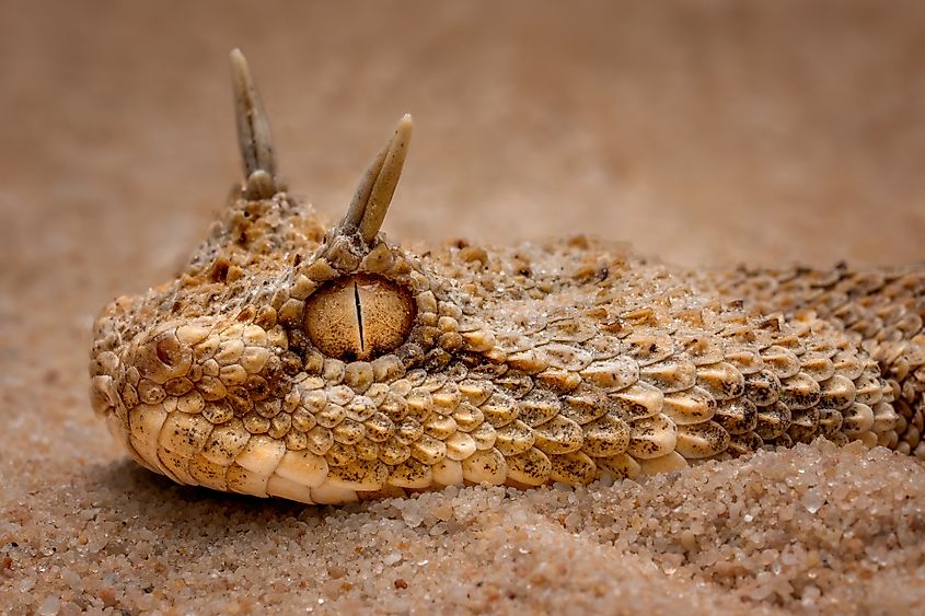 A Saharan horned viper (Cerastes cerastes)