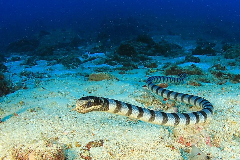 A banded sea krait (Laticauda colubrina)