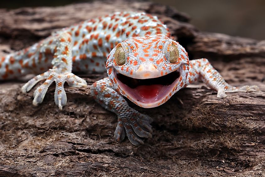 The Tokay Gecko (Gekko gecko) on wood. Credit: Lauren Suryanata via Shutterstock