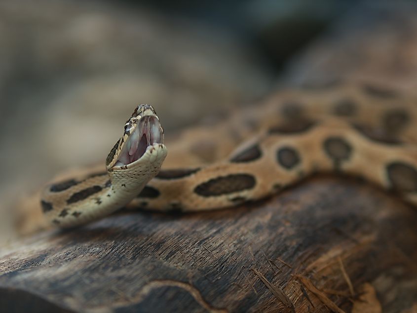 A Russell's viper (Daboia russelii)