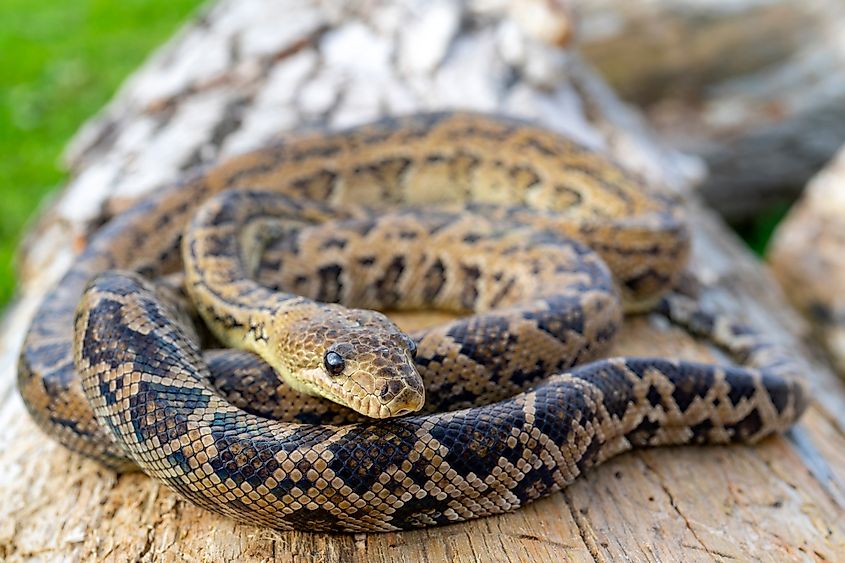 A Cuban boa (Chilabothrus angulifer)