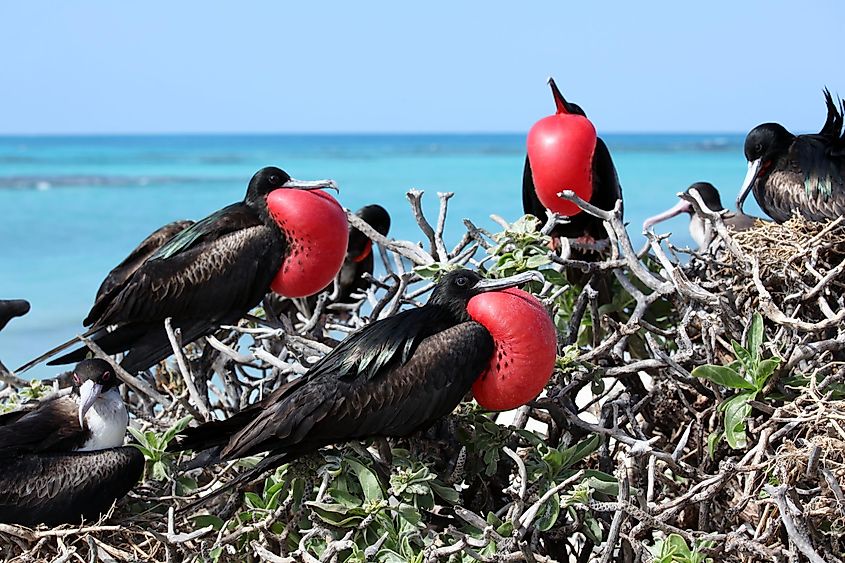 Great frigatebirds at French Frigate Shoals, Papahanaumokuakea Marine National Monument.