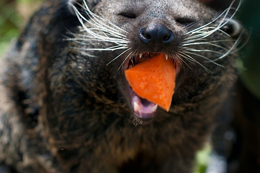 A binturong eating sweet potato